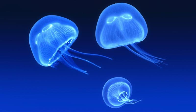 Gelatinose e urticanti: arriva il caldo e i mari si popolano di meduse